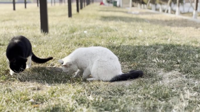 猫在草坪上玩，偷偷摸摸地玩