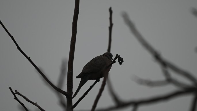 斑鸠在枝头斑鸠在地上行走觅食