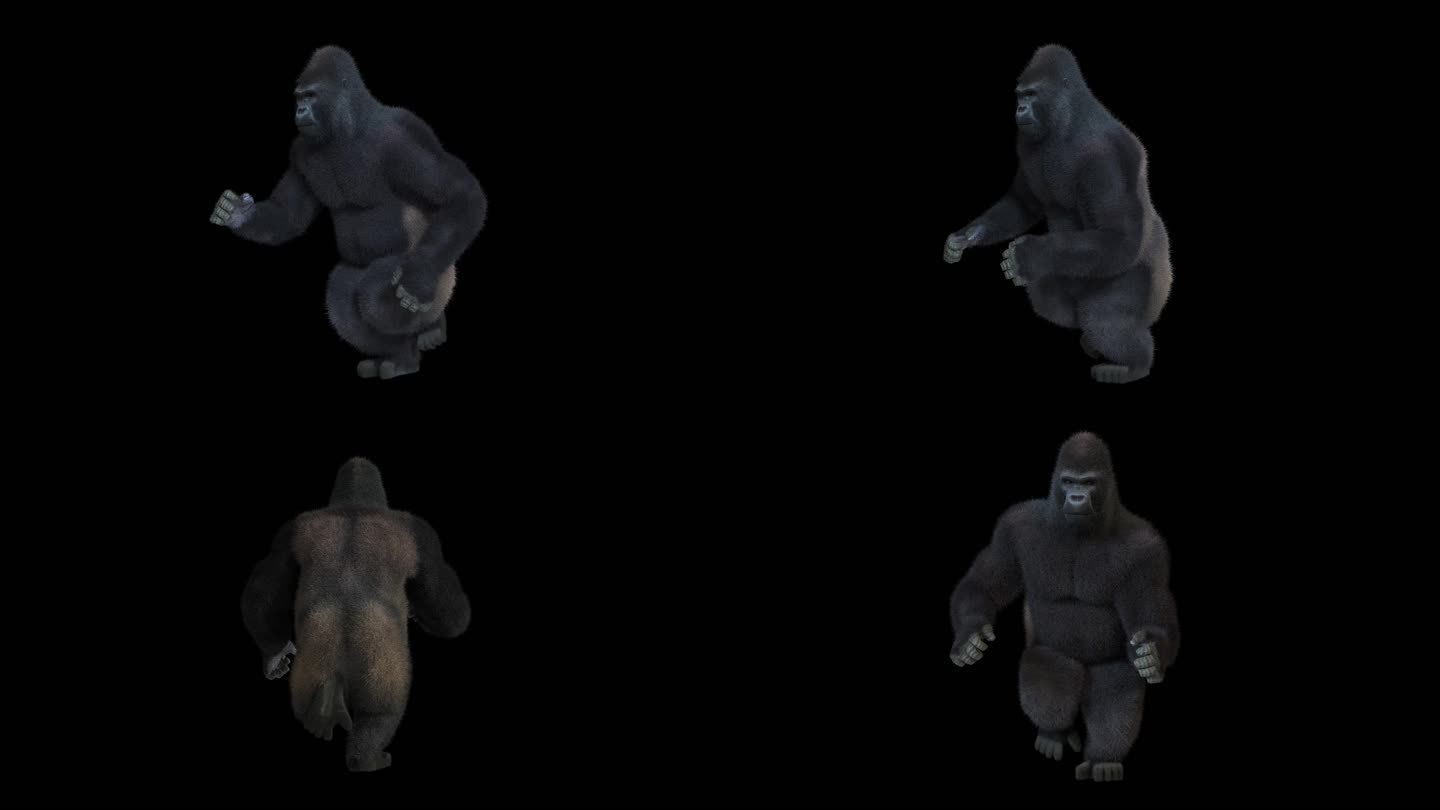 银背大猩猩奔跑视频素材合集