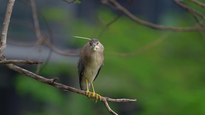 红树林湿地保护区候鸟空镜池鹭