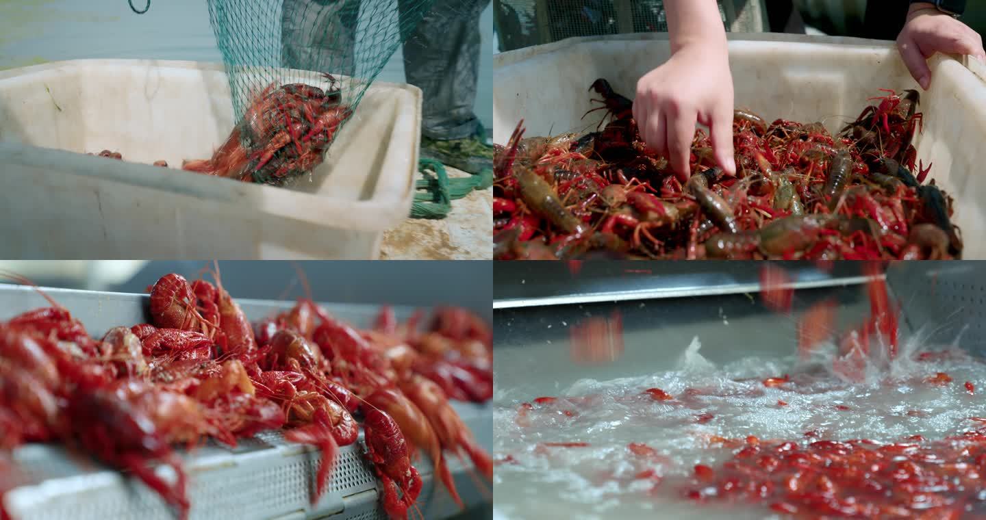 4K龙虾打捞挑选熟食生产包装