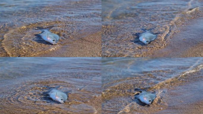 一条濒死的淡水鱼在沙滩附近的水中溅起水花。环境灾难，蠕虫侵扰，全球变暖，气候变化。