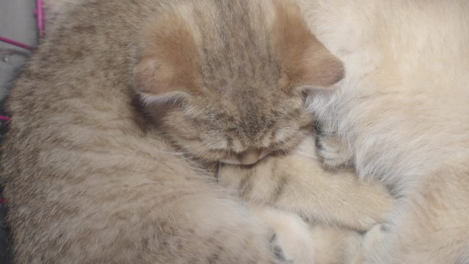 猫咪小猫睡觉宠物猫