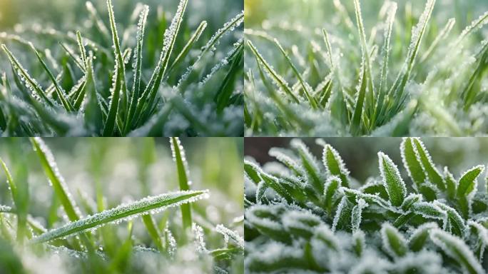 意境-小草上的冰霜