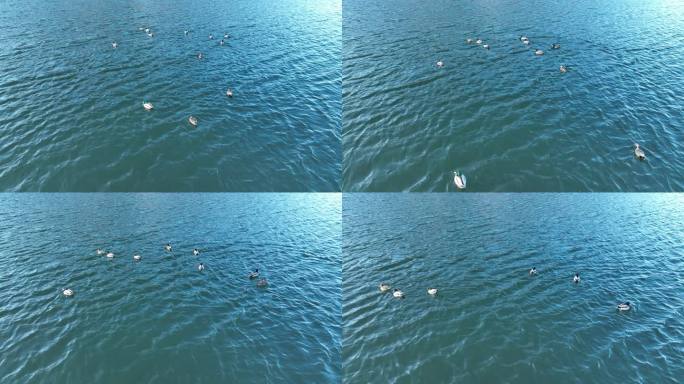 呼伦贝尔春天水中游泳的野鸭子绿头鸭