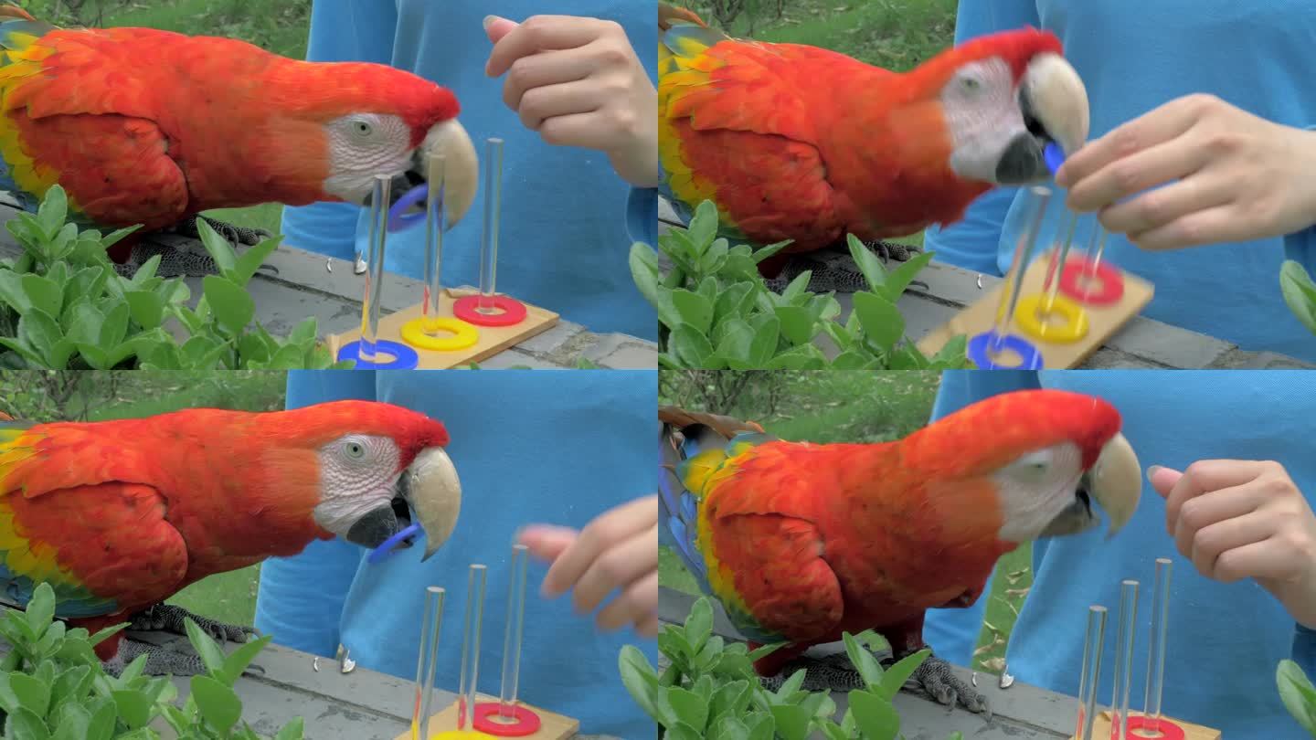 金刚鹦鹉在动物园训练的特写。训练鹦鹉用色环辨别颜色。