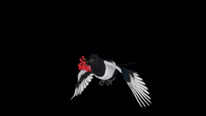 喜鹊鸟与红色浆果-飞行环-侧面角度看CU - Alpha频道