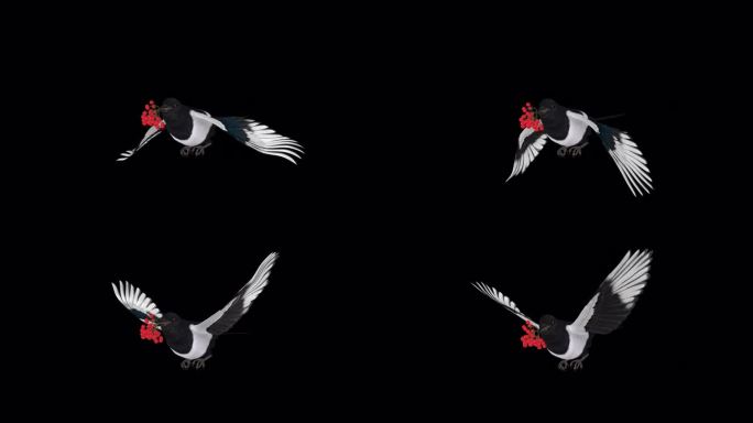 喜鹊鸟与红色浆果-飞行环-侧面角度看CU - Alpha频道