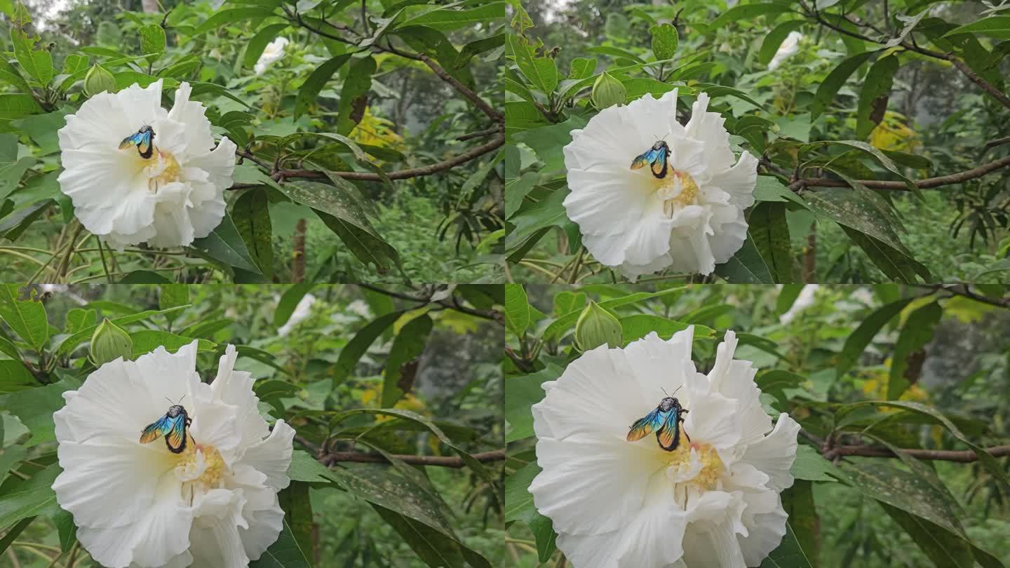 带花粉的大蜜蜂。木蜂昆虫。