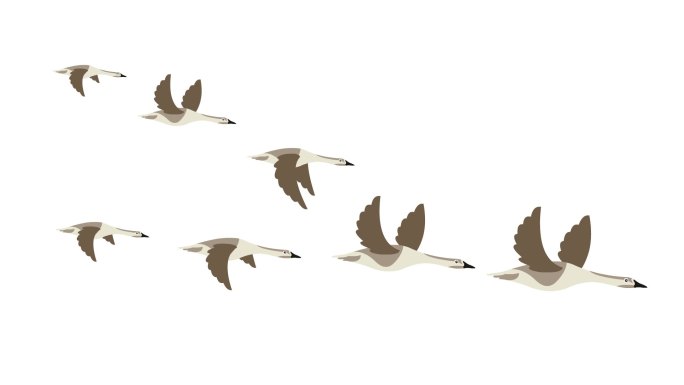 卡通大雁飞行动画