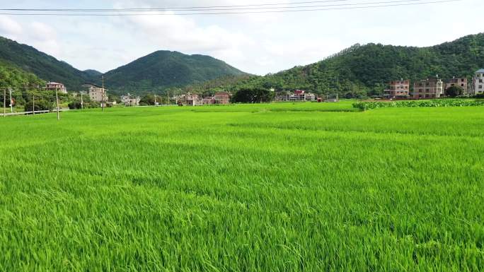 大片稻田低角度航拍