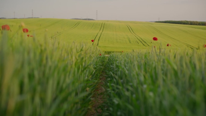 SLO MO万向架拍摄的绿色罂粟麦田与滚动的景观背景在晴朗的天空