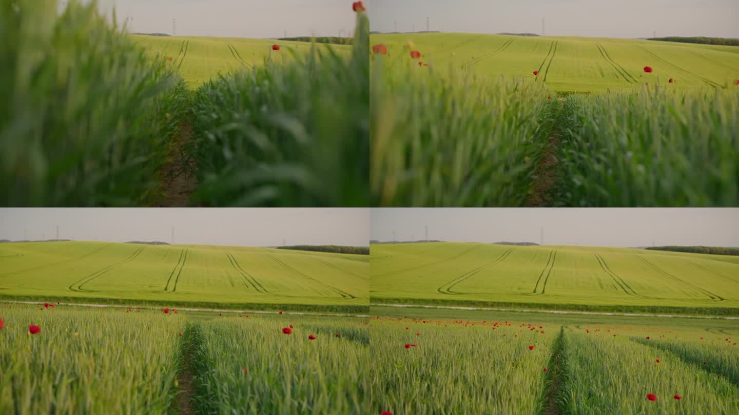 SLO MO万向架拍摄的绿色罂粟麦田与滚动的景观背景在晴朗的天空