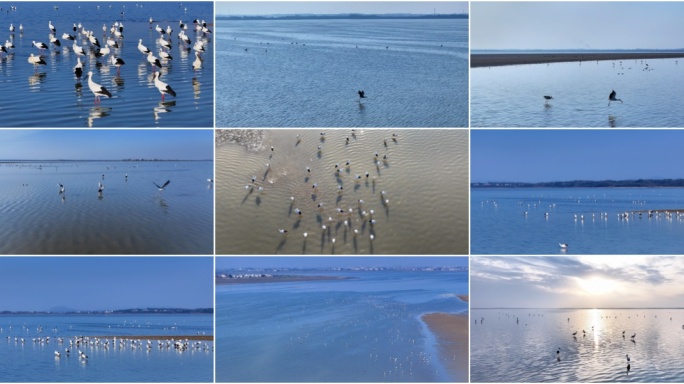 野生鸟类生态湿地候鸟白鹭栖息地