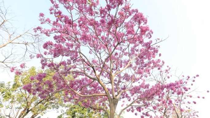 紫花风铃木