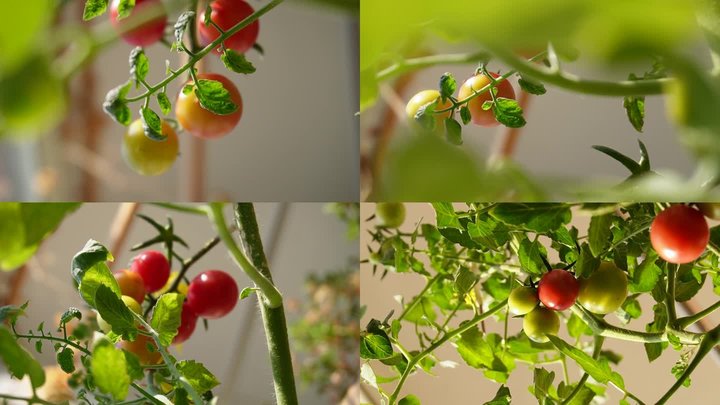 阳台小番茄圣女果种植