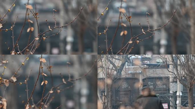 火车驶过丛林火车飞快驶过腊梅枝前景