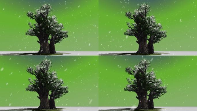 舞台剧榕树绿布冬天下雪背景视频