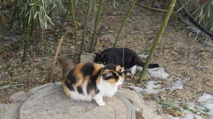 两只猫慢慢地靠近那只流浪猫