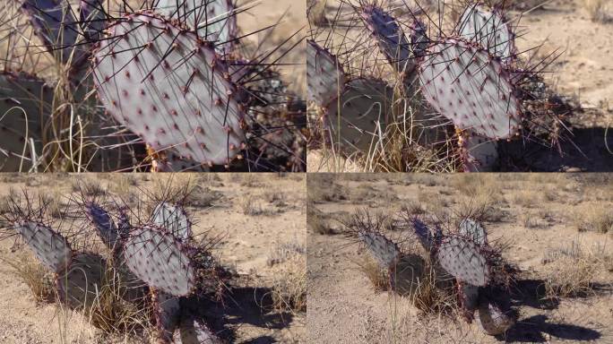 亚利桑那州沙漠里的仙人掌。紫刺梨、黑刺梨(Opuntia macrocentra)