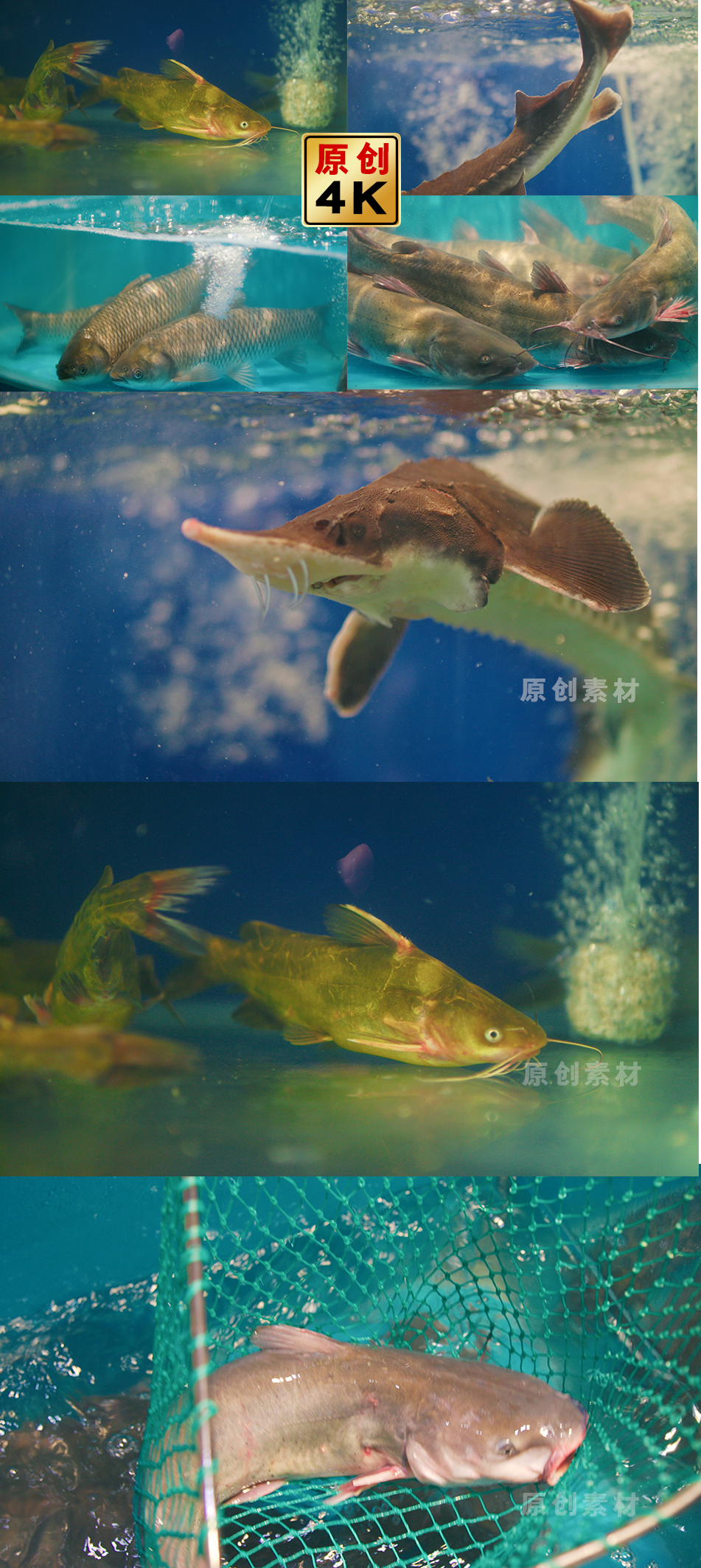 4k鱼火锅饭店鱼缸捞鱼水生清江鱼鲇鱼鲟鱼