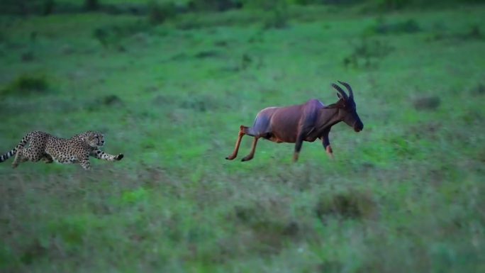 一只野生非洲猎豹在森林里追逐一只鹿的镜头。森林中一只雄性非洲猎豹的特写镜头