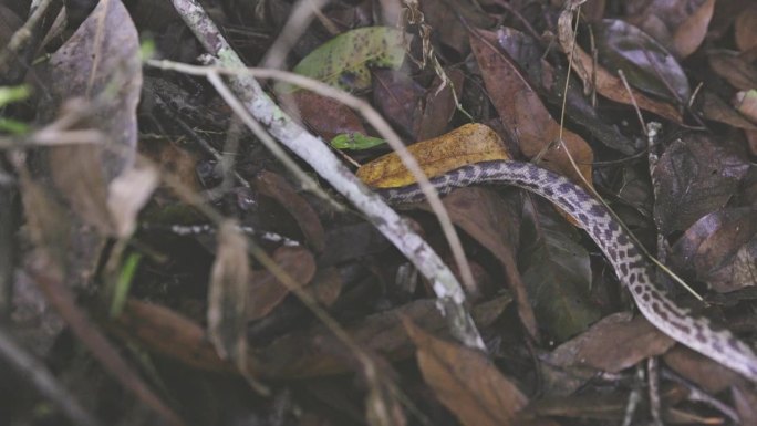 在草丛和树叶中爬行的野生蟒蛇