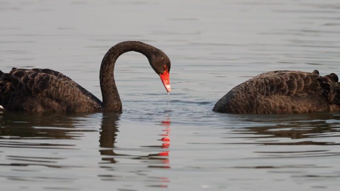 两只黑天鹅的长脖子漂浮在湖面上寻找食物，4k慢动作镜头。