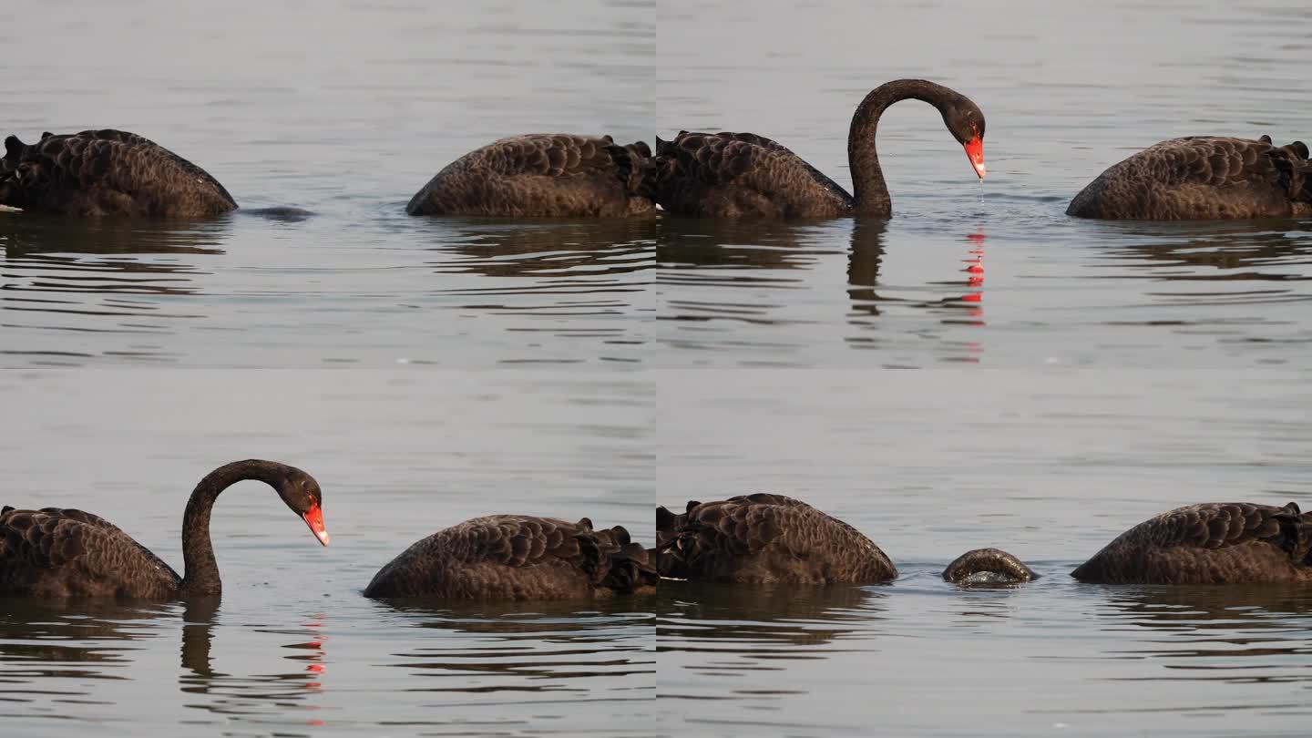 两只黑天鹅的长脖子漂浮在湖面上寻找食物，4k慢动作镜头。