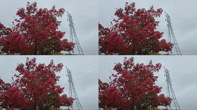 枫叶与红色的秋叶颜色和高架线和塔的背景