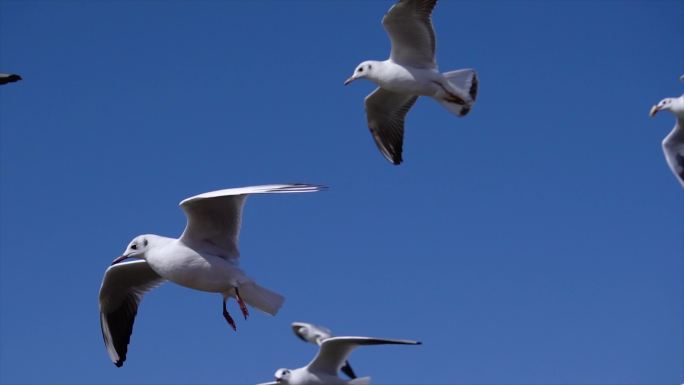 滇池湖畔的海鸥