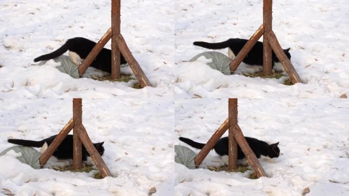 冬天猫在雪地里觅食
