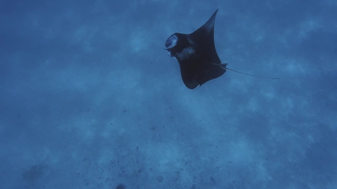 巨大的蝠鲼在水下的惊人景象