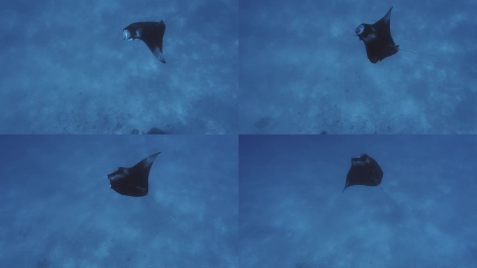 巨大的蝠鲼在水下的惊人景象