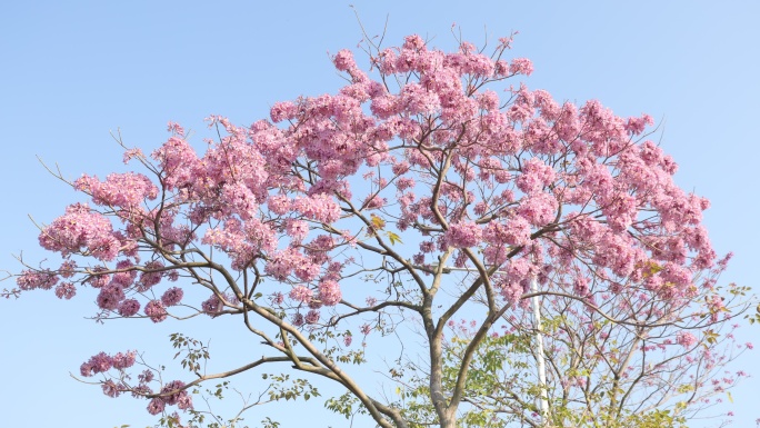 紫花风铃木