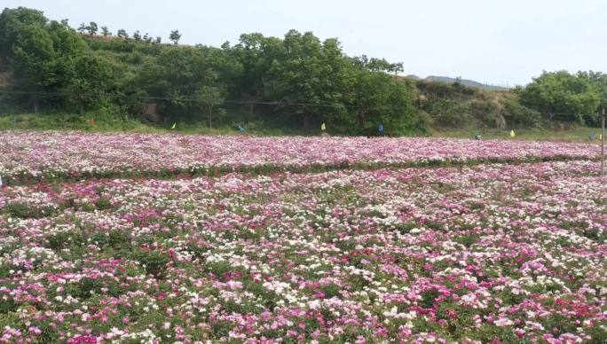 航拍 芍药园 牡丹园 花园 农业