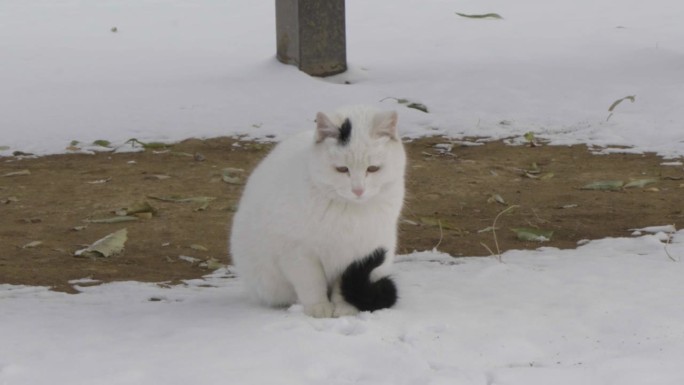 流浪的白猫在冬天看着外面的水滴
