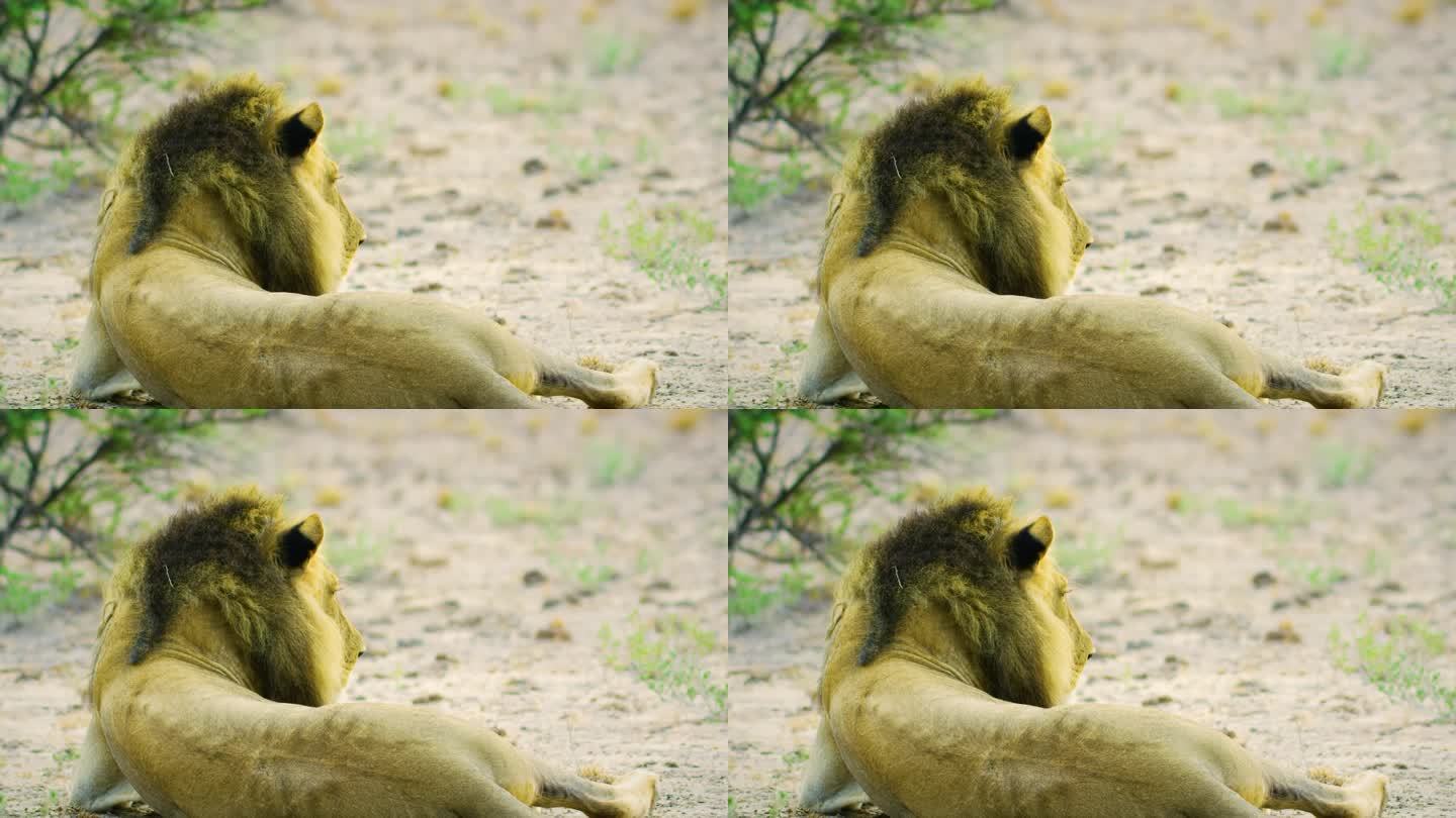 狮子母猫，慢动作镜头，一只野生狮子的脸特写在野生森林中休息，一只狮子在森林中的肖像，自然背景