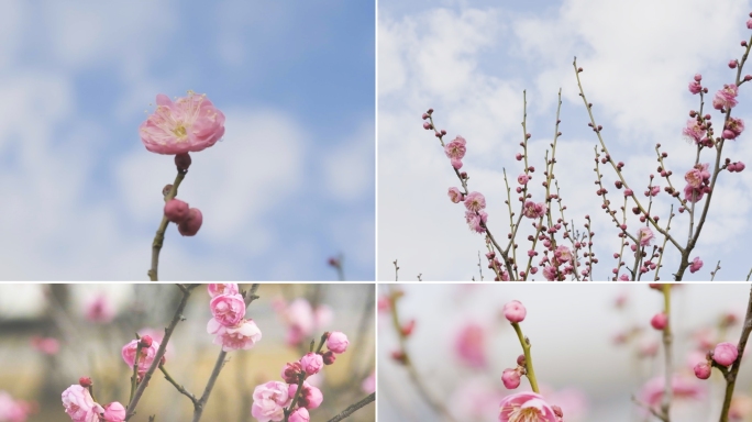 红色梅花盛开蜜蜂采花空镜素材