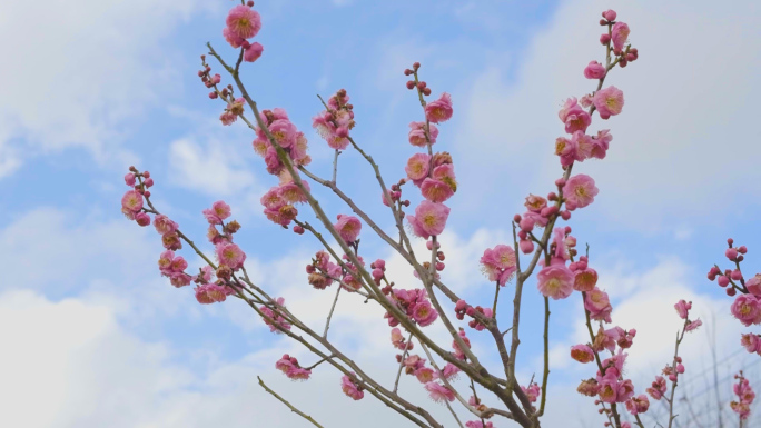 红色梅花盛开蜜蜂采花空镜素材