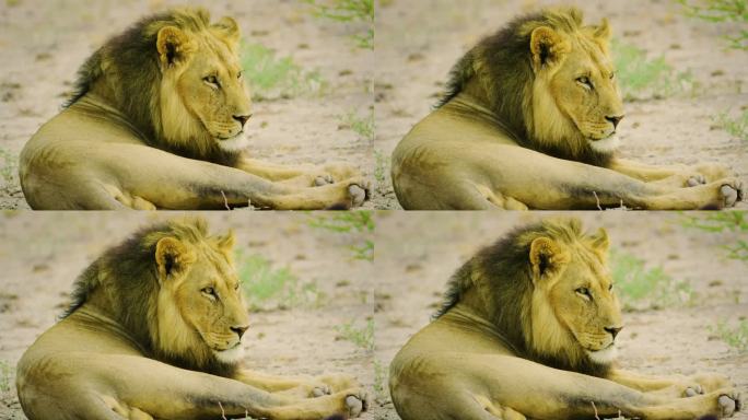 狮子母猫，慢动作镜头，一只野生狮子的脸特写在野生森林中休息，一只狮子在森林中的肖像，自然背景