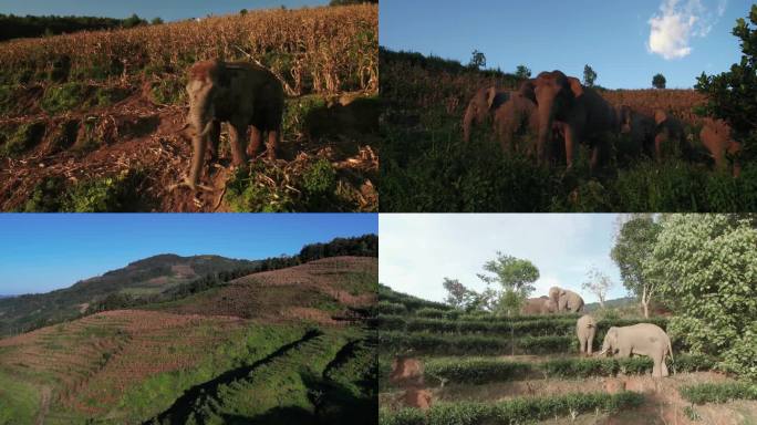 云南 江城 山上的亚洲象群 航拍