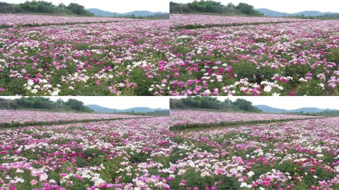 航拍 芍药园 牡丹园 花园 农业