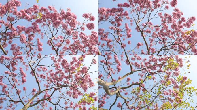 紫花风铃木