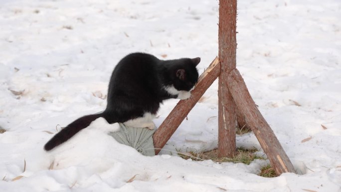 一只猫在雪地里的树干上磨爪子