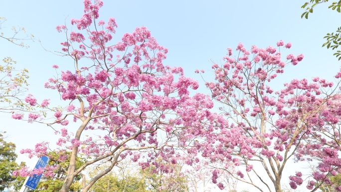 紫花风铃木