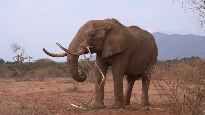 一只长牙象在非常干燥的季节吃树皮。