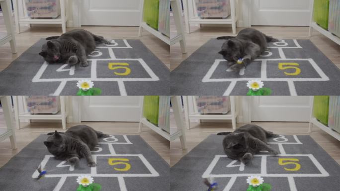 成年肥灰猫在玩猫咪互动鸟玩具。电动逗鸟猫玩具。飞行玩具供猫玩耍锻炼。