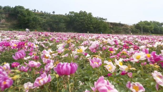 航拍 芍药园 牡丹园 花园 农业