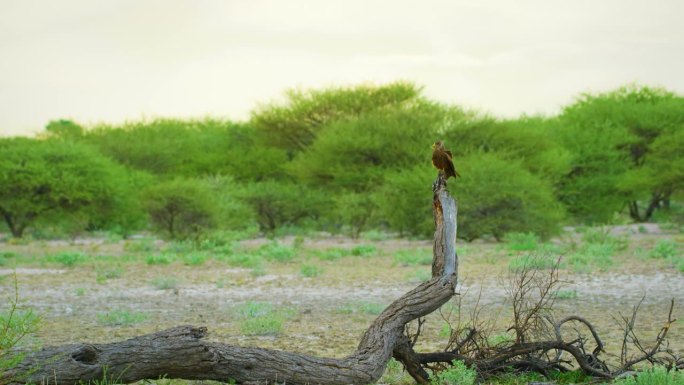 黄喙鸢(Milvus aegyptius)是黑鸢(Milvus migrans)的非洲对口物。